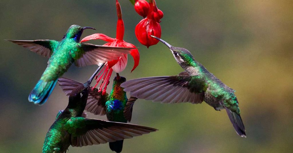 hummingbirds eating nectar from a flower