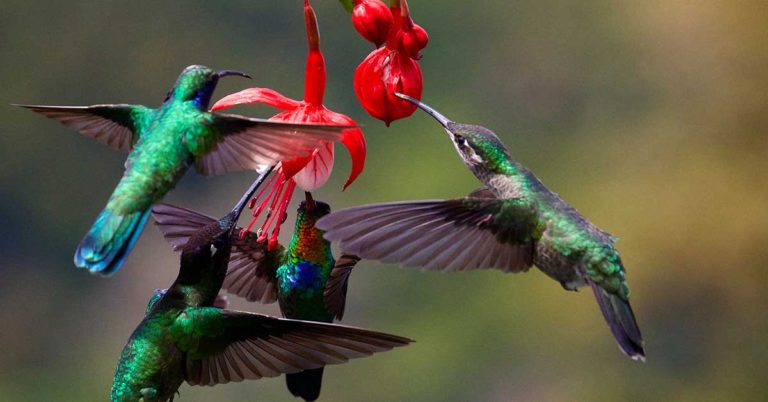 16 Plants That Hummingbirds Love the Most in a Garden - Featured image