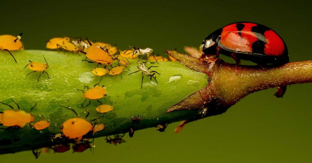 ladybug eating aphids