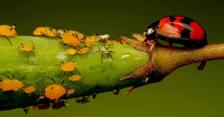 8 Animals & Insects That Eat Mosquitoes (And How To Attract Them) - The ...