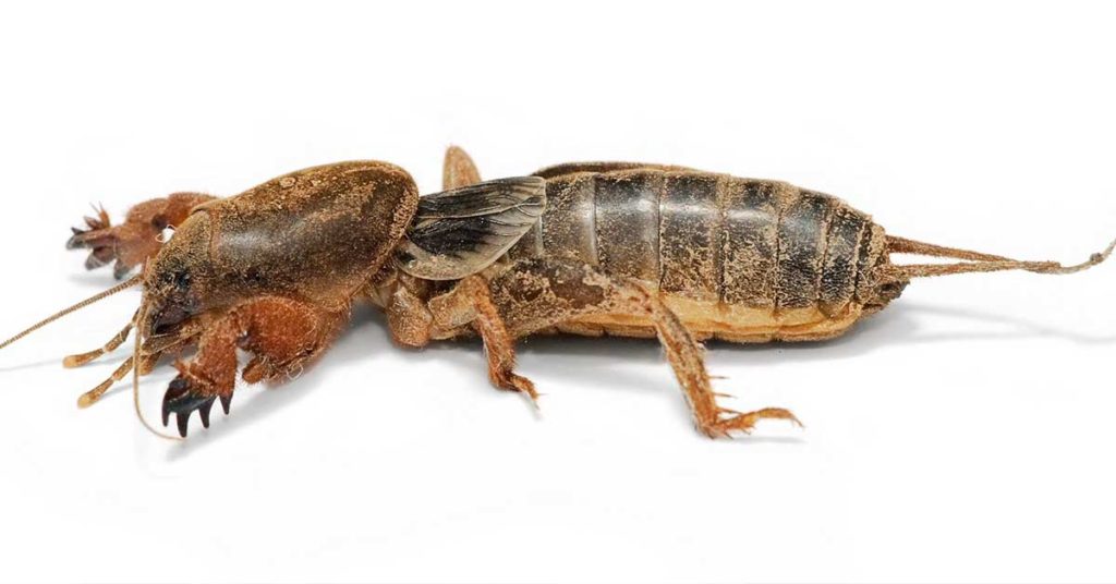 Mole Cricket Pest Control Tips And Tricks - Featured image