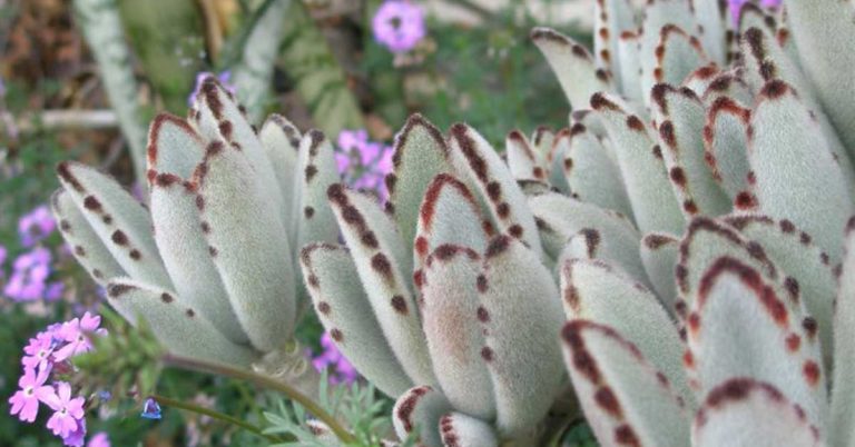 Panda Plant Succulent Care Guide - Featured image