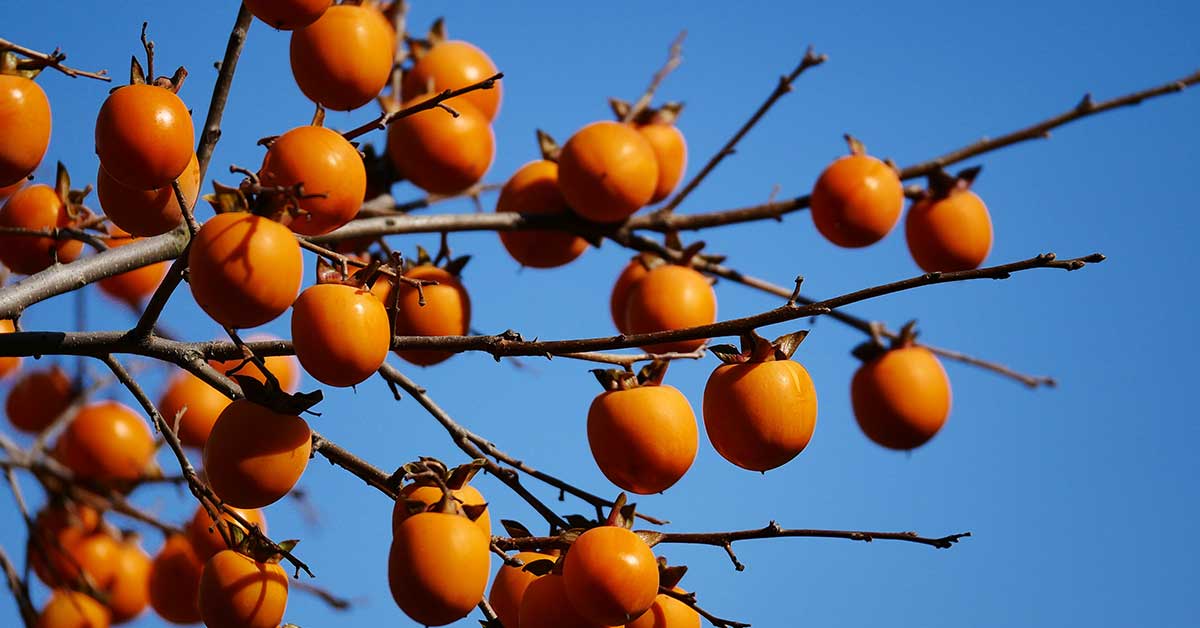 persimmon tree with fruit on its branches