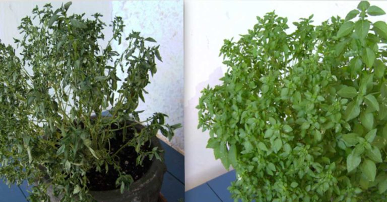 Root Rot Treatment & Prevention In Houseplants - Featured image