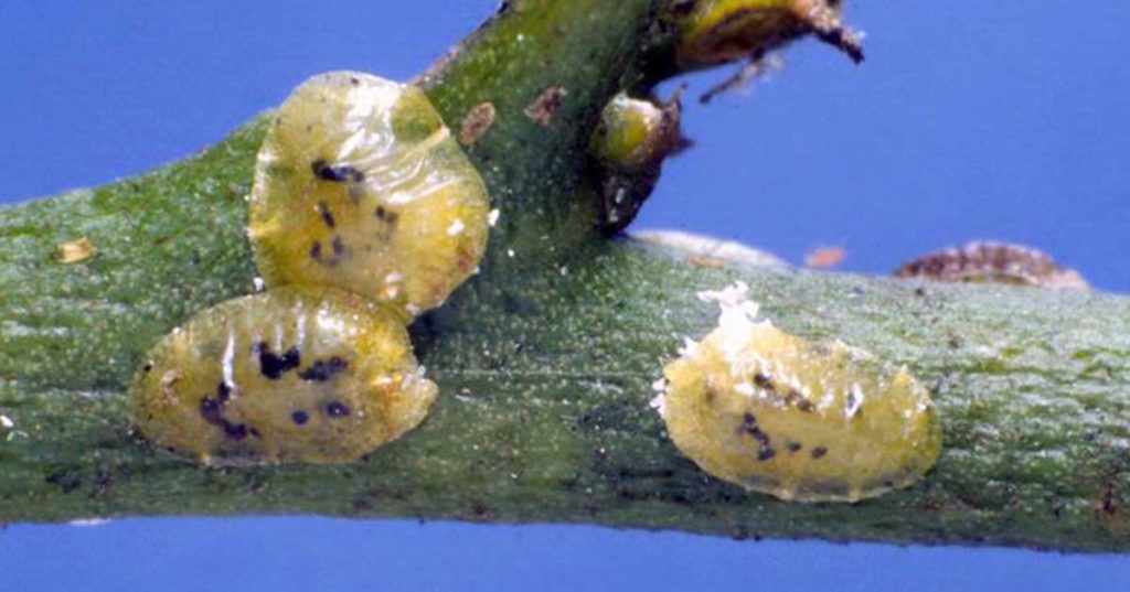 How To Get Rid Of Scale Pests - Featured image