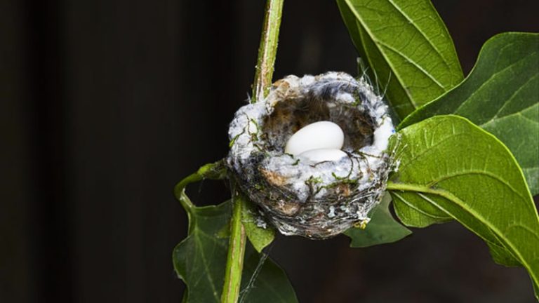 hummingbird nest