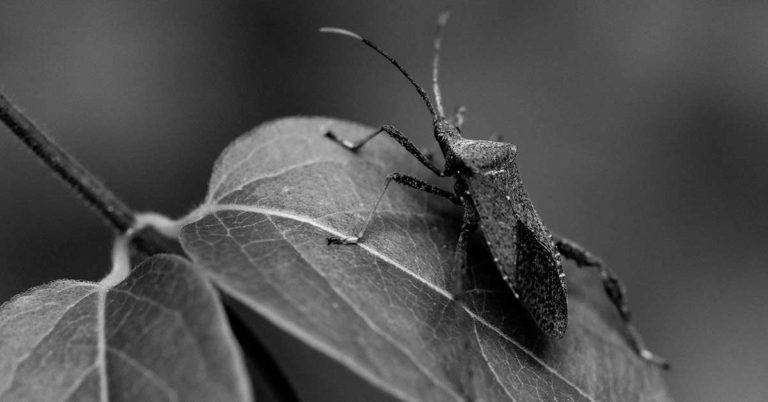 How To Get Rid Of Stink Bugs - Featured image