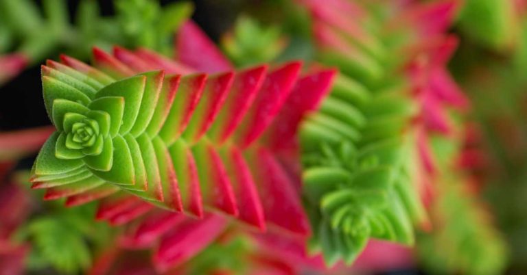 String Of Buttons Succulent Plant Care Guide - Featured image