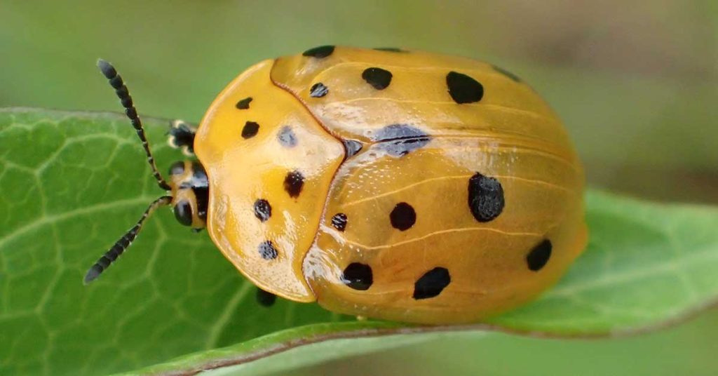 How To Get Rid Of Tortoise Beetles - Featured image