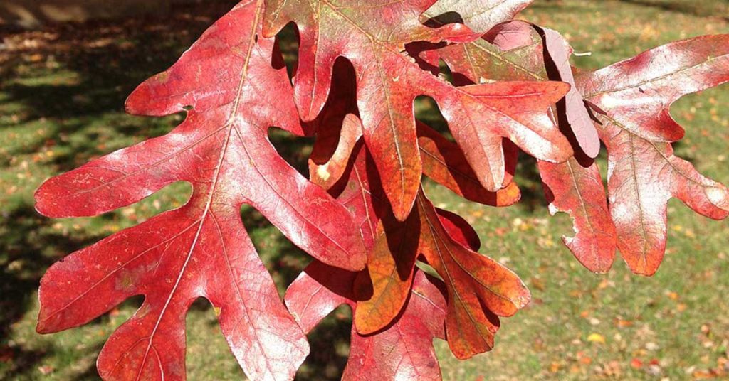 white oak leaves in the fall