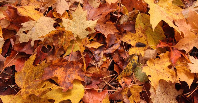 Bagging Leaves And Throwing Them Away? Here’s An Idea: Don’t - Featured image