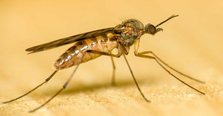 How To Get Rid Of Gnats – Gnat Pest Control - Featured image
