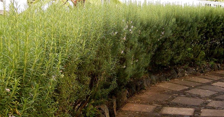 10 Important Reasons Why You Should Trim Your Hedges - Featured image