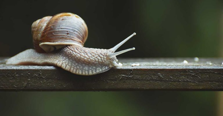 How To Get Rid Of Garden Snails - Featured image