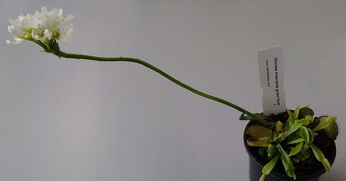 venus flytrap flower