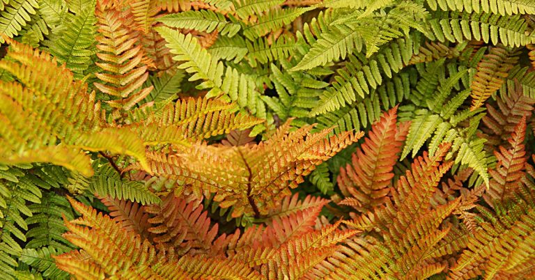 How To Grow An Autumn Fern - Featured image