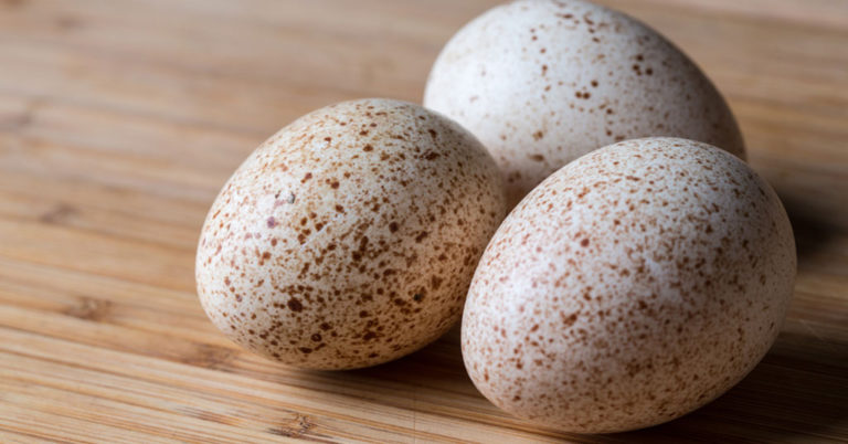 Why Don’t We Eat Turkey Eggs? - Featured image