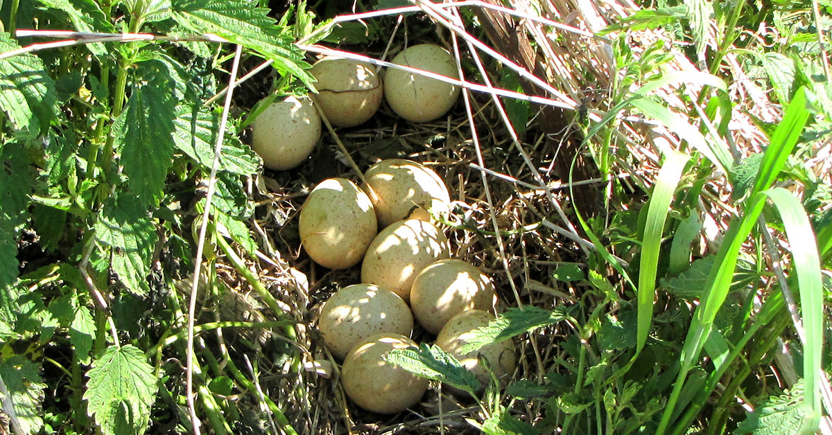 turkey eggs outside in a nest