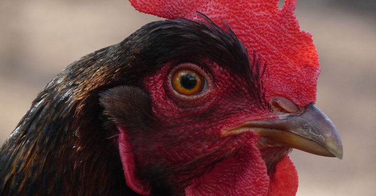 Barnevelder Chicken Care, Personality, And More - Featured image