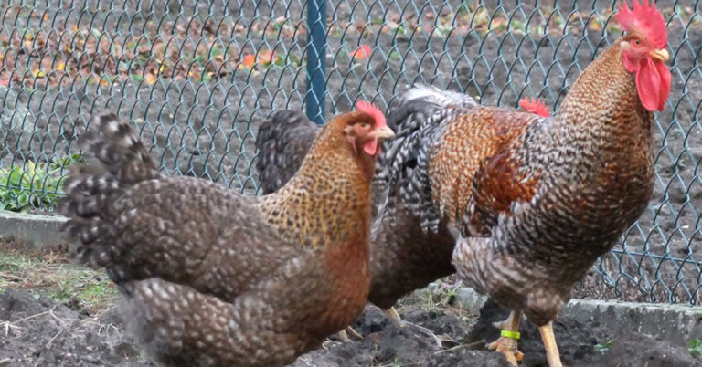 A Complete Guide To Bielefelder Chicken Care - Featured image