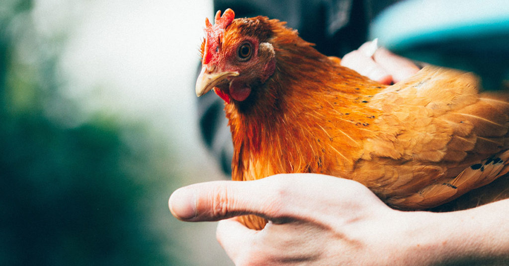 red spotted chicken hen being held
