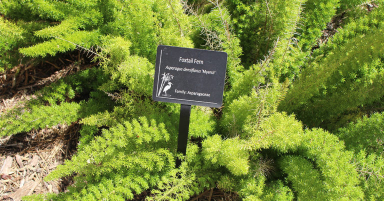 How To Grow And Care For Foxtail Ferns - Featured image