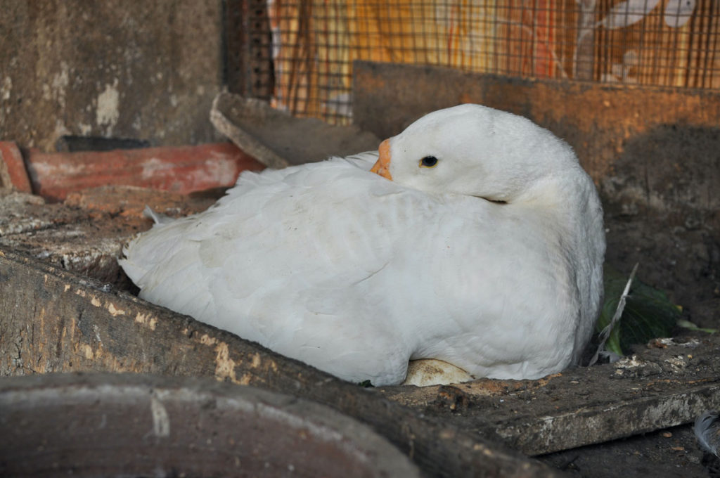 goose sitting on eggs