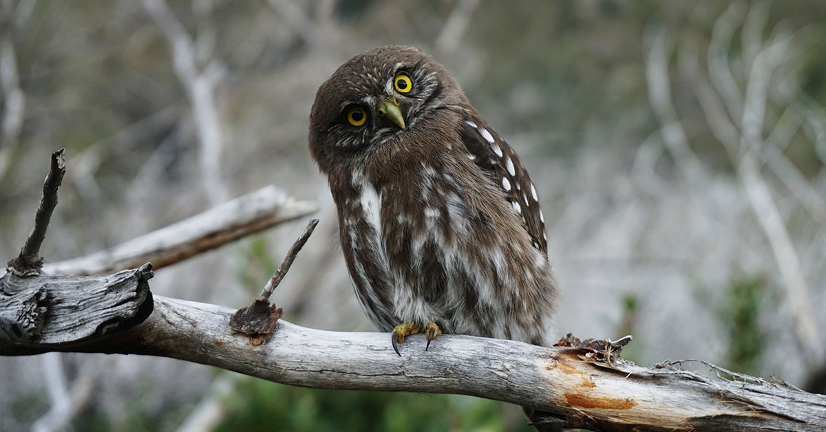 owl perched on a branch in winter