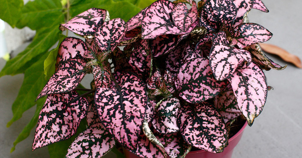 How To Grow And Care For Polka Dot Plant - Featured image