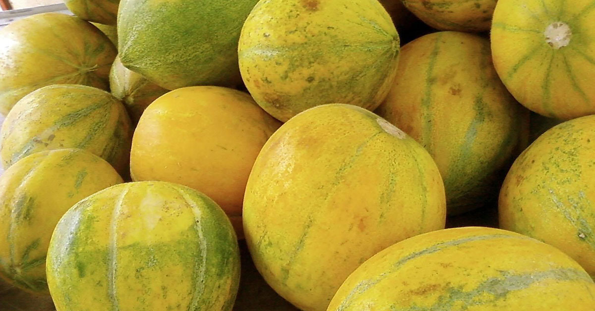 Yellow Watermelons Flavor Varieties And More The Garden Magazine Yellow Watermelons Flavor Varieties And More The Garden Magazine