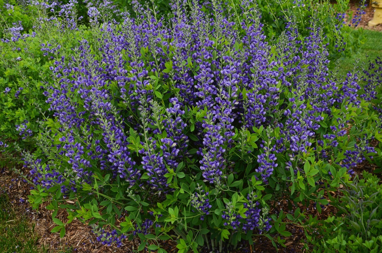 How To Grow And Care For Baptisia The Garden Magazine