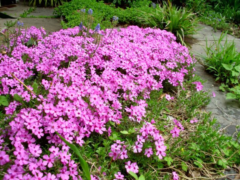 15 Best Flowers For A Farmhouse Garden - Featured image