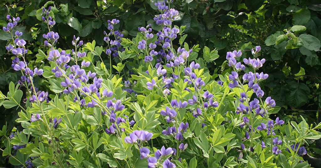 purple baptisia flowers