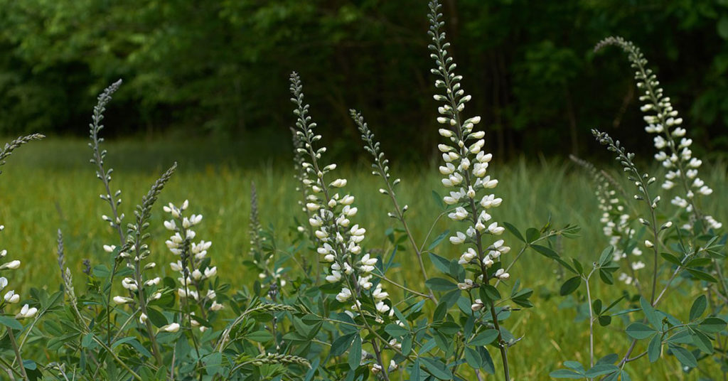 white baptista flowers in a field