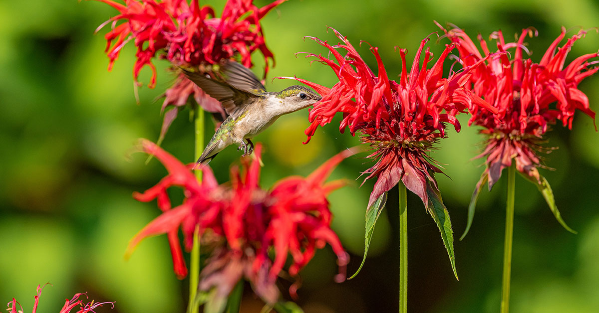 hummingbird drinking nectar from a bee balm flower