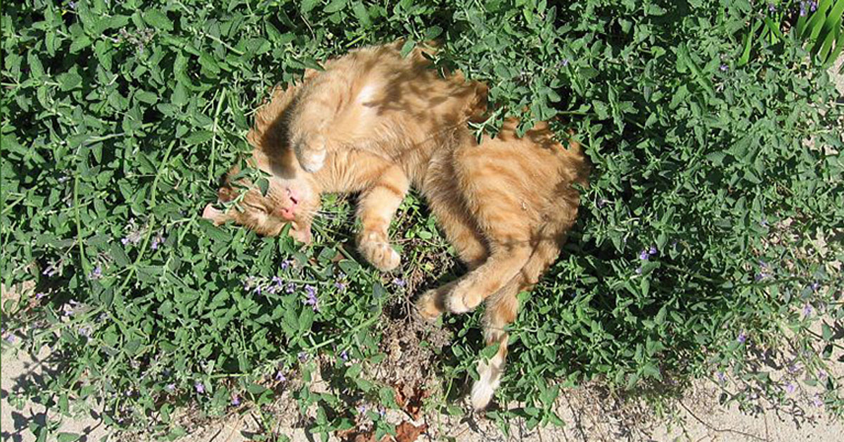 Image of Catmint bergamot companion plant
