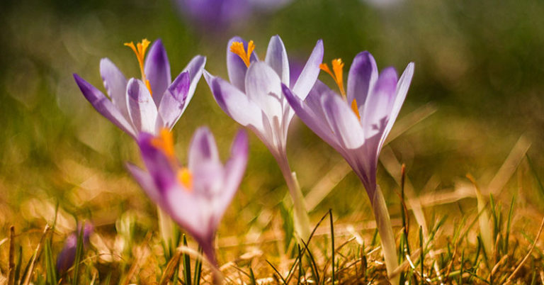 purple autumn crocus