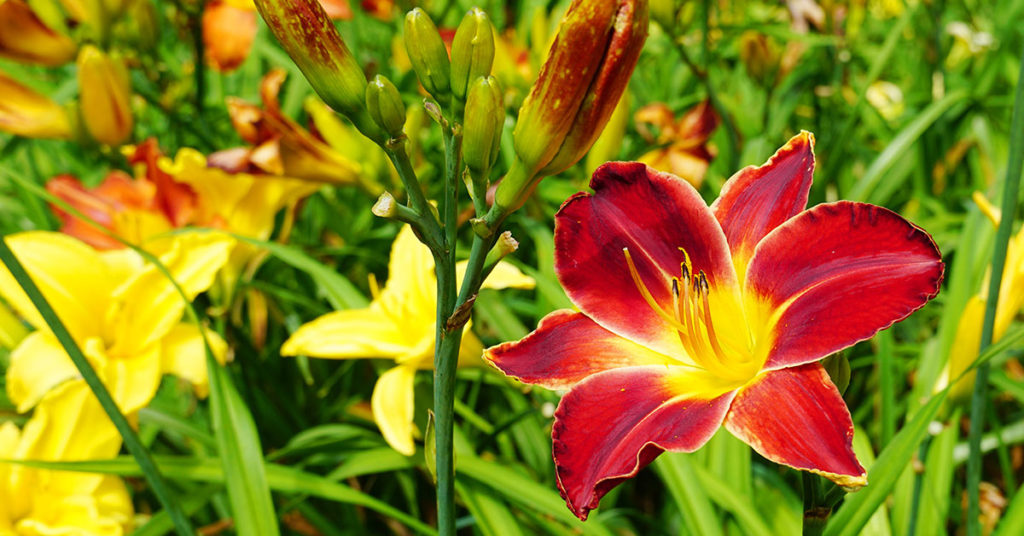 How To Grow And Care For Daylilies - Featured image