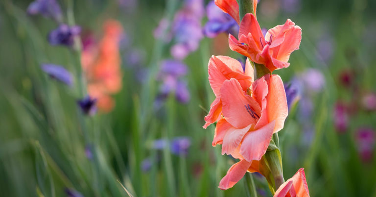 How To Grow And Care For Gladiolus - Featured image