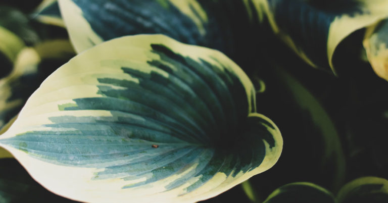 How To Grow And Care For Hostas - Featured image