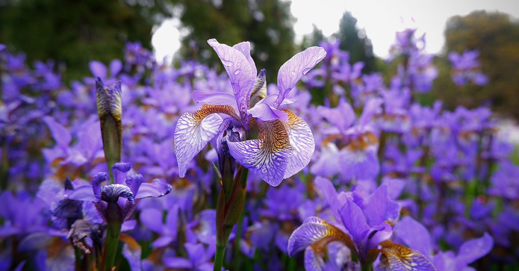 purple and blue iris flowers