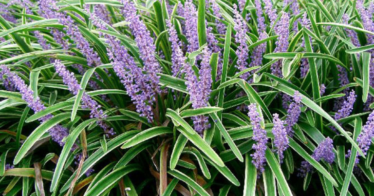 Monkey Grass (Lariope) Growing And Care Guide - Featured image