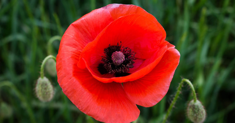 How To Grow And Care For Oriental Poppy - Featured image