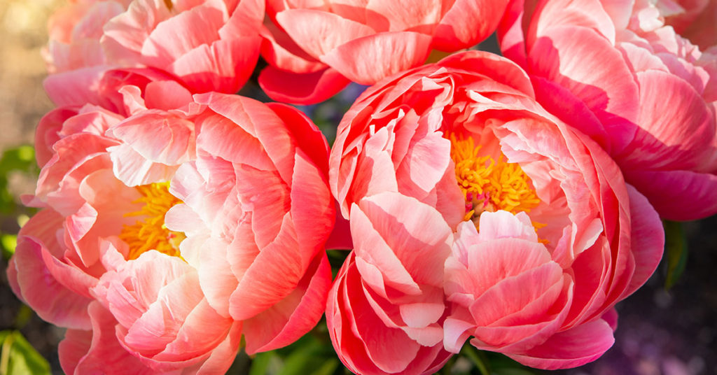 pink peony flowers