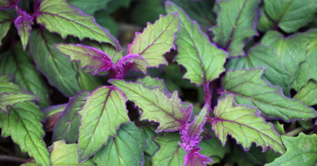 How To Grow The Purple Passion Plant - Featured image