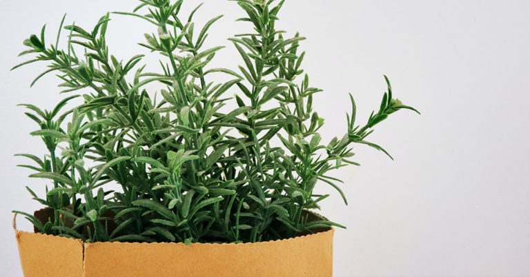 How To Grow And Care For Rosemary - Featured image