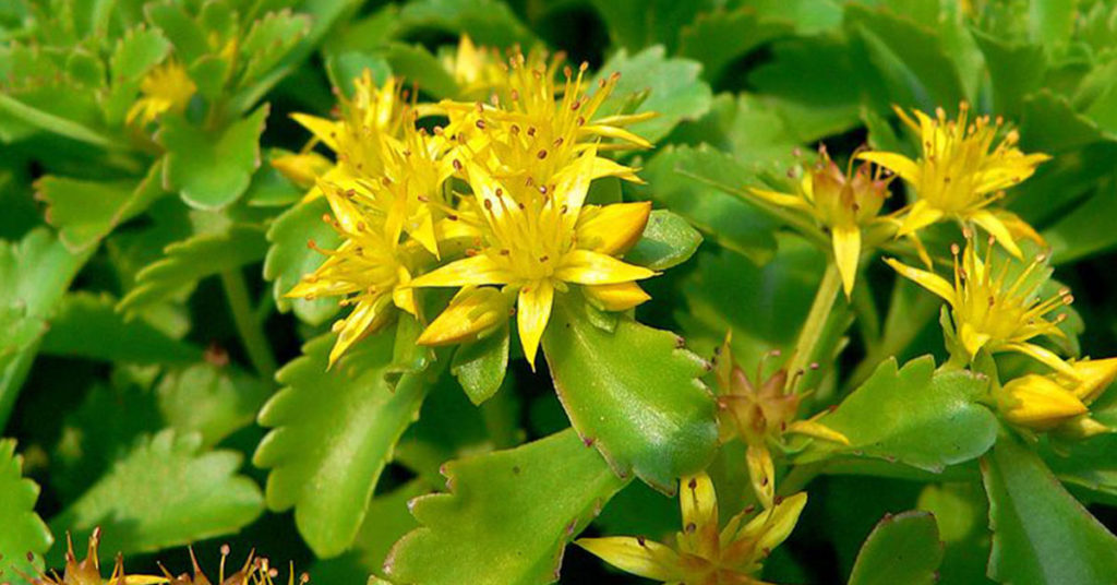 sedum with yellow flowers
