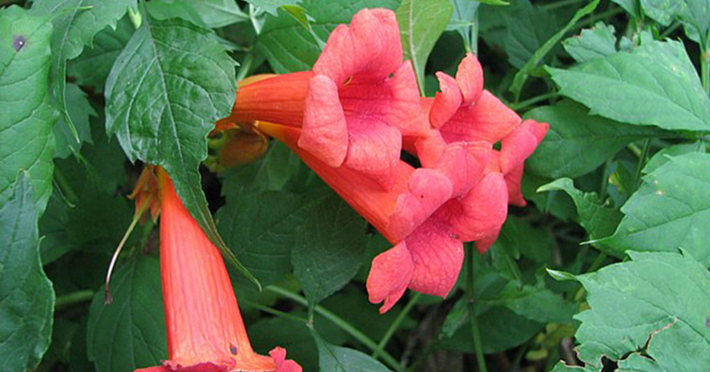 red trumpet vine flowers