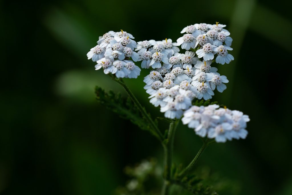 How to Grow and Care for Yarrow