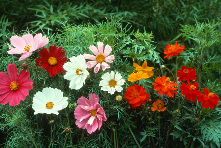 8 Easy Ways To Make Your Flowers Bloom All Summer - Featured image